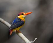 Oriental Dwarf Kingfisher.jpg