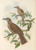 Oriolus decipiens - The Birds of New Guinea (cropped).jpg