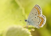 Plebejus argyrognomon 1.jpg