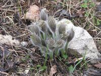 Pulsatilla patens Прострел раскрытый IMG 3206.jpg