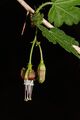 Ribes divaricatum