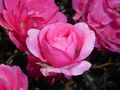 Rosa Mirato 2017-10-02 6560.jpg