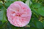 Rose4 Ronsard FR 2013.jpg
