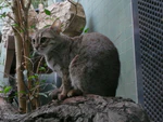 Rostkatze Zoo Berlin.JPG