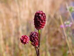 Sanguisorba officinalis flower.jpg