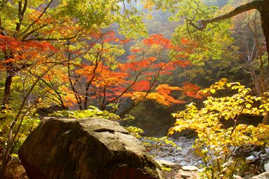 Aceri pseudosieboldiani-Quercetalia mongolicae