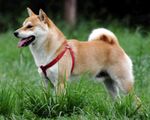 Shiba Inu.jpg