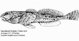 Spoonhead Sculpin.gif