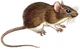 Sylvaemus sylvaticus (white background).png