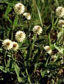 Trifolium montanum eF.jpg