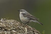 Water Pipit - Aosta Valley - Italy.jpg