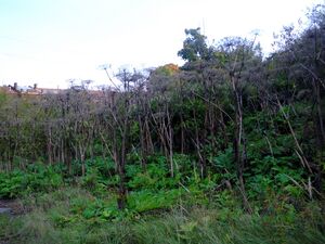 СИЗ сад командира борщевик2014.JPG