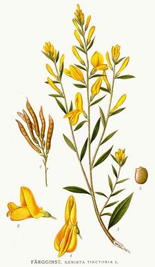 332 Genista tinctoria.jpg