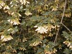 Acer monspessulanum.jpg
