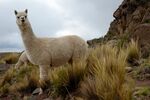 Alpacas Sillustani (pixinn.net).jpg