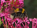 Apidae - Bombus ruderatus.JPG