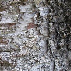 Araucaria columnaris bark.jpg