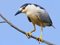 Black-crowned Night Heron - flickr.jpg