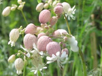 Bladder Campion.jpg