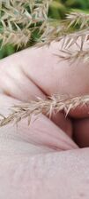 Calamagrostis purpurea flower (10).jpeg