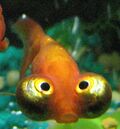 Celestial eye goldfish.jpg