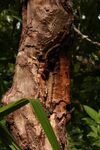 Cinnamomum verum sey 2.jpg