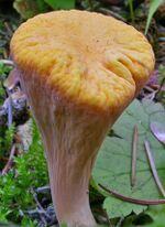 Clavariadelphus truncatus crop.jpg