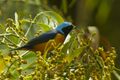 Elegant Euphonia - Panama H8O1931 (23250267355).jpg
