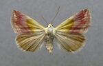 Eublemma purpurina.jpg