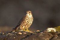 Falco columbarius Iceland 2.jpg