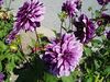 FleurJardinbotaniquedunouveau-brunswick.JPG
