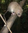 Hapalomys delacouri.jpg