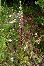 Himantoglossum caprinum Griechenland 725 7.6.jpg