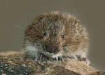 Microtus tatricus (cropped).JPG
