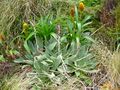 Pleurophyllum hookeri.jpg