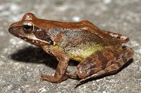 Rana dybowskii02 2.jpg