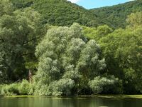 Salix alba 020.jpg