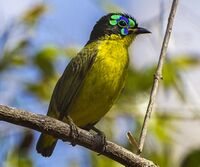 Schlegel's asity (Philepitta schlegeli) (cropped).jpg