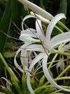 Starr 080606-7028 Crinum asiaticum.jpg