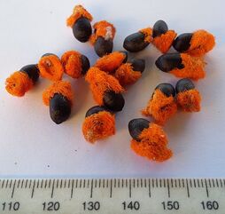 Strelitzia nicolai04.jpg