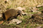 StripeneckMongoose.jpg