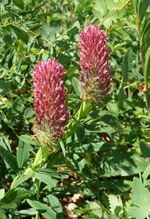 Trifolium rubens 140608.jpg