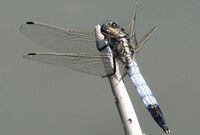 Vážka bělořitná - Orthetrum albistylum.jpg
