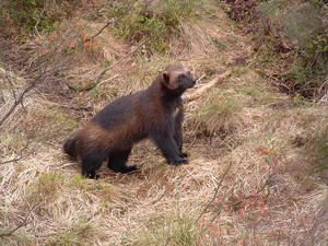 Wolverine, Kristiansand Zoo.jpg