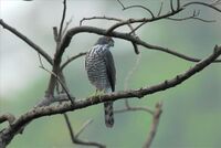 Accipiter virgatus.jpg