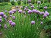 Allium schoenoprasum a1.jpg