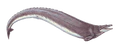 Basilosaurus cropped.png