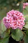 Bergenia stracheyi 3.jpg
