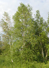 Betula platyphylla subsp. mandshurica kz05.jpg