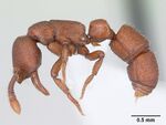 Boloponera vicans casent0401737 profile 1.jpg